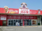 ペットショップ 犬の家 本巣店