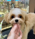 いるくんの初めてのカット♪
