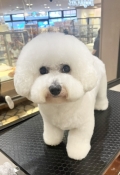 ぶどうの宴くんのビションカット♪
