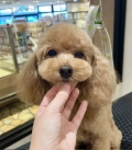 モコちゃんのお耳長めスタイル♪