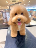 ふわふわハサミカット