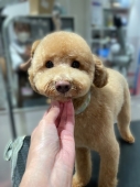 すっきりテディベアカット♪