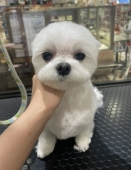 マルチーズのまん丸テディベアカット♪