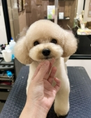 ラテちゃんのおパンツカット♪