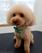 ¥«¥Ã¥È¥³¡¼¥¹¡Ê¥×¡¼¥É¥ë¡Ë