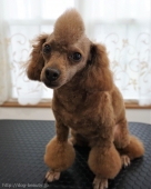 ¥«¥Ã¥È¥³¡¼¥¹¡Ê¥×¡¼¥É¥ë¡Ë