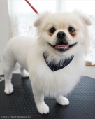 ¥«¥Ã¥È¥³¡¼¥¹¡Ê¥Ú¥¥Ë¡¼¥º¡ß¥Ý¥á¥é¥Ë¥¢¥ó¡Ë