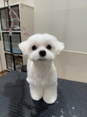 白色ブーツカット