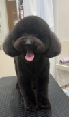 ふんわりテディベアカット