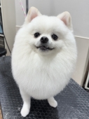 ぽんぽこタヌキカット