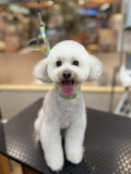 プードルちゃんのまん丸テディカット!