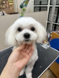 テディベアカット