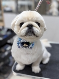 ペキニーズくんの人生初バリカンでカット
