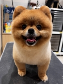 ころころポメカット