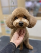 短めテディ
