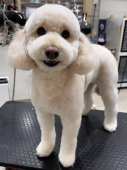 すっきりテディベアカット