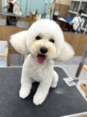 お顔まんまるぱっつんお耳カット♪