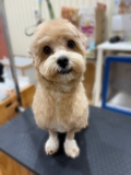 マルプーちゃんのひつじ&スリッパカット