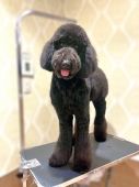 もこ尻スタイルカット