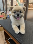くまさんカット