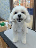 はるくんカット