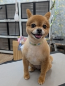 すっきりサマーカット