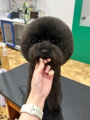 まんまるアフロカット