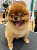 ポメカット