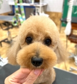 ピーナッツカット