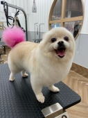 ポメラニアンの柴犬風カット