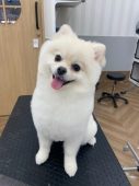 ポメラニアンの柴犬風カット