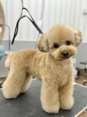 ふんわりテディベアカット