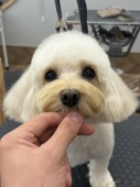 ふわふわまんまるカット