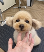 プードルのすっきりテディベアカット