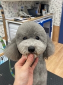 こたろうくんのテディベアカット