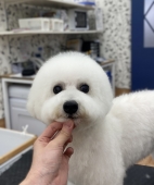 ビションカットに向けてまんまるカット