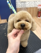 ロイくんのぬいぐるみベアカット