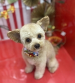 茶茶くんのテディベアカット