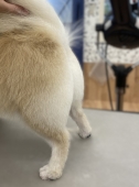 すっきり桃尻カット