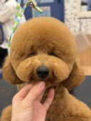 大きめまんまるカット