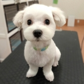 マルチーズの子犬カット