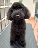 子犬テディベアカット