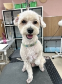 全身スッキリカット