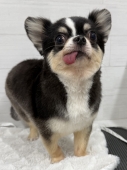 全身ハサミでコロっとカット
