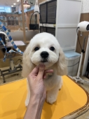 ふんわりカット