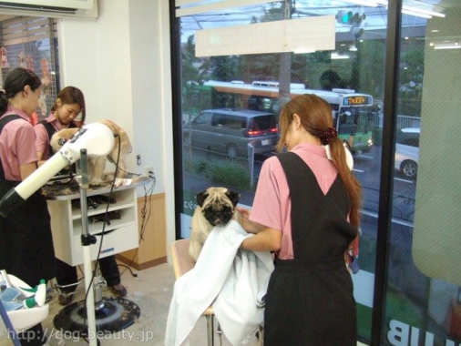Bow Wow Club バウワウクラブ ペットサロン ペット美容室検索ドッグビューティー