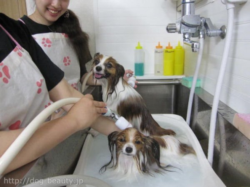 フリスク フリスク ペットサロン ペット美容室検索ドッグビューティー