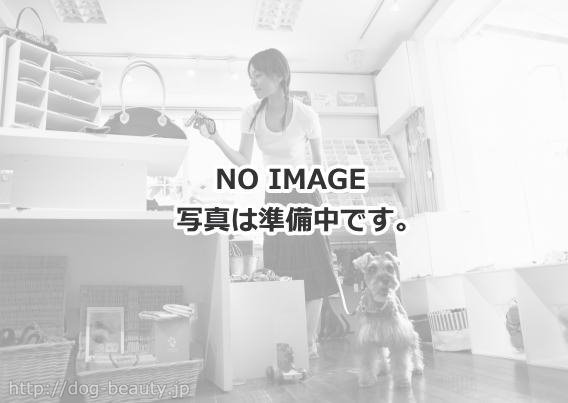 Motomachi Dog {q