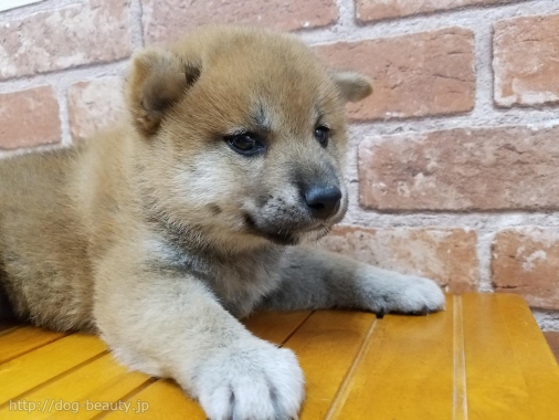 ペットプラザ橿原香久山店 ペットプラザカシハラカグヤマテン ペットサロン ペット美容室検索ドッグビューティー