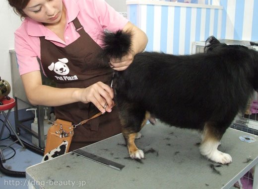 Petplaza ペットプラザ高槻上牧店 ペットプラザ タカツキカンマキテン ドッグスタイル ペットサロン ペット美容室検索ドッグビューティー Petplaza ペットプラザ高槻上牧店 ペットプラザ タカツキカンマキテン ドッグスタイル ペットサロン ペット美容室検索ドッグビューティー